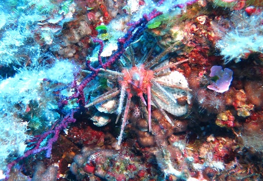 Other Invertebrates