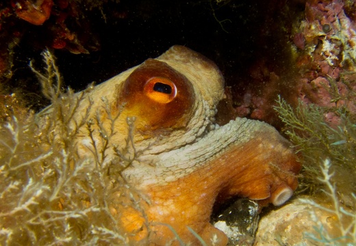 Molluscs