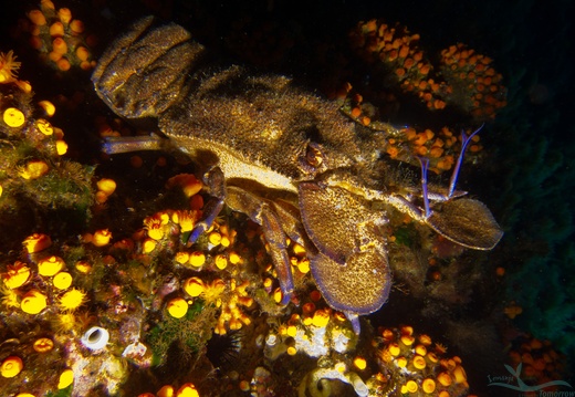 Crustacean