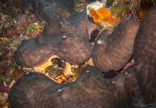 Porifera