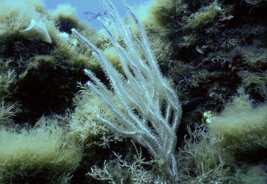 Cnidaria 